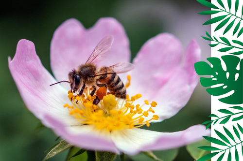 ODE AUX ABEILLES